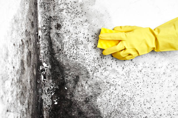 Best Mold Damage Restoration  in Stottville, NY