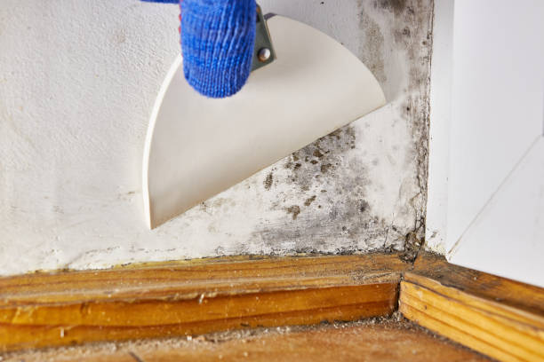 Best Mold Documentation for Insurance Claims  in Stottville, NY