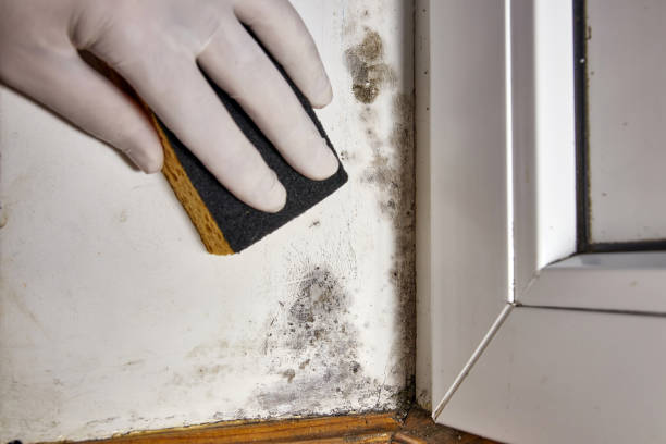 Best Mold Prevention Services  in Stottville, NY